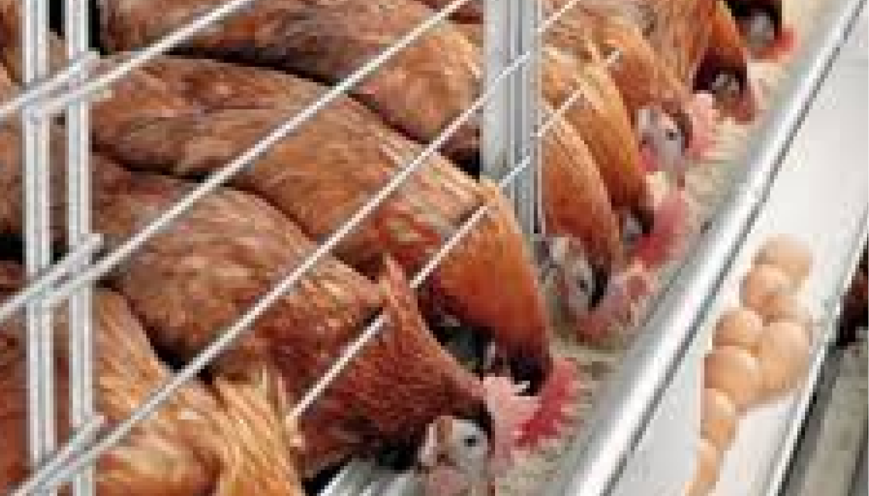 Kontrol Kualitas Pakan Secara Menyeluruh